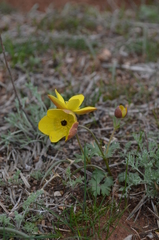 Anemone biflora gortschakowii