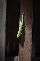 Phelsuma sundbergi longinsulae