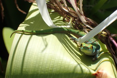 Phelsuma sundbergi longinsulae