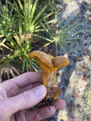 Omphalotus subilludens