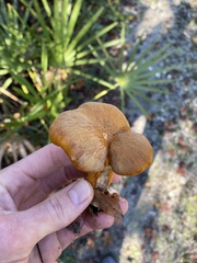 Omphalotus subilludens
