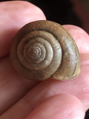 Helminthoglypta diabloensis