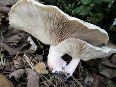 Clitocybe nebularis