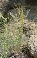 Stipa caucasica