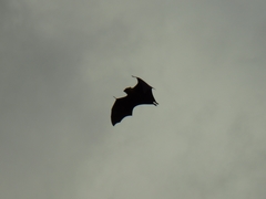 Pteropus seychellensis seychellensis