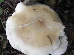 Clitocybe nebularis