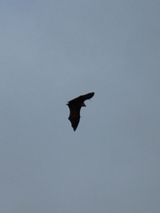 Pteropus seychellensis seychellensis