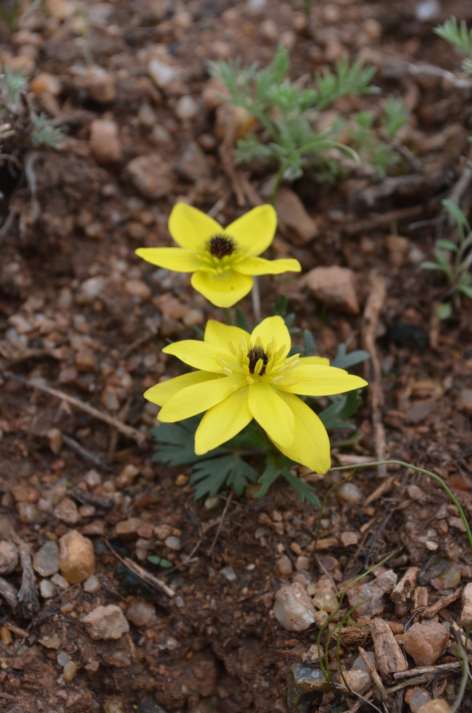 anemones and allies