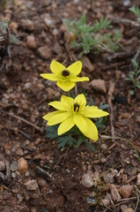 Anemone biflora gortschakowii