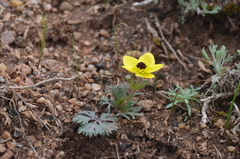 Anemone biflora gortschakowii