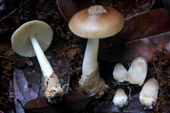 Amanita lanivolva