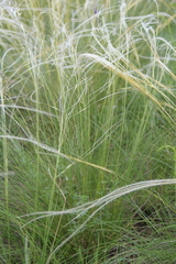 Stipa lessingiana