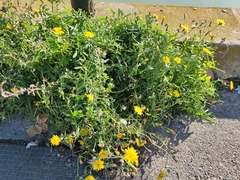 Sonchus tenerrimus