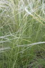 Stipa lessingiana