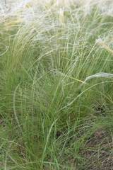 Stipa lessingiana