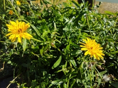 Sonchus tenerrimus