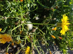 Sonchus tenerrimus