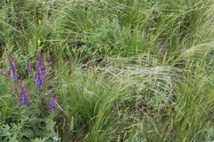 Stipa lessingiana