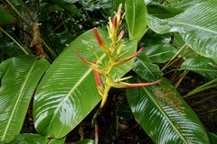 Heliconia