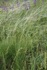 Stipa lessingiana