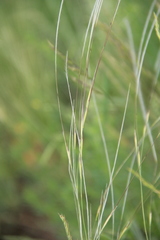 Stipa lessingiana