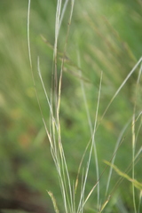 Stipa lessingiana