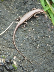 Trachylepis sechellensis