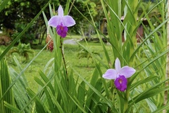 Arundina graminifolia