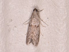 Eurythmia angulella