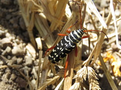 Placosternus erythropus