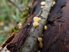 Hymenoscyphus subferrugineus