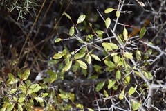 Rhamnus saxatilis