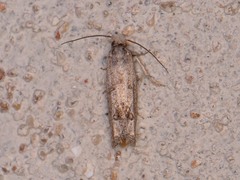 Pelochrista consobrinana