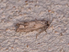 Pelochrista consobrinana