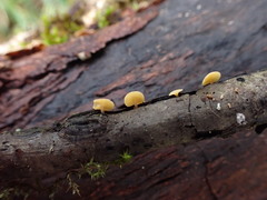 Hymenoscyphus subferrugineus