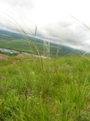 Stipa pontica