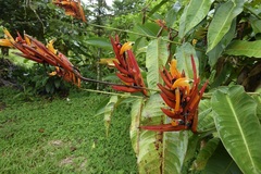 Heliconia hirsuta