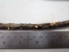 Hymenoscyphus subferrugineus