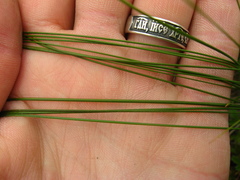 Stipa pontica