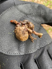 Andricus quercusramuli