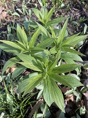 Lithospermum latifolium