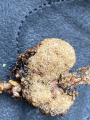 Andricus quercusramuli