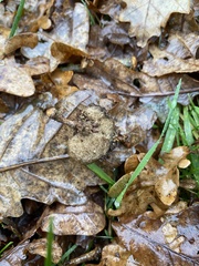 Andricus quercusramuli