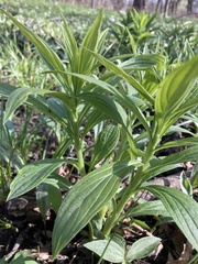Lithospermum latifolium