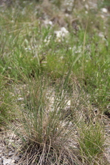Stipa pontica
