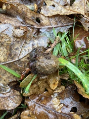 Andricus quercusramuli