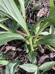 Lithospermum latifolium