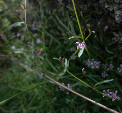 Lobelia eckloniana