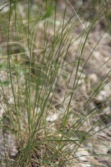 Stipa pontica