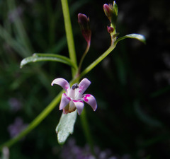 Lobelia eckloniana